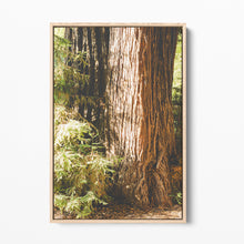 Load image into Gallery viewer, Big Sur Redwoods