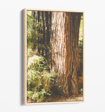 Load image into Gallery viewer, Big Sur Redwoods