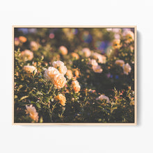 Load image into Gallery viewer, Misty Roses