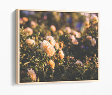 Load image into Gallery viewer, Misty Roses